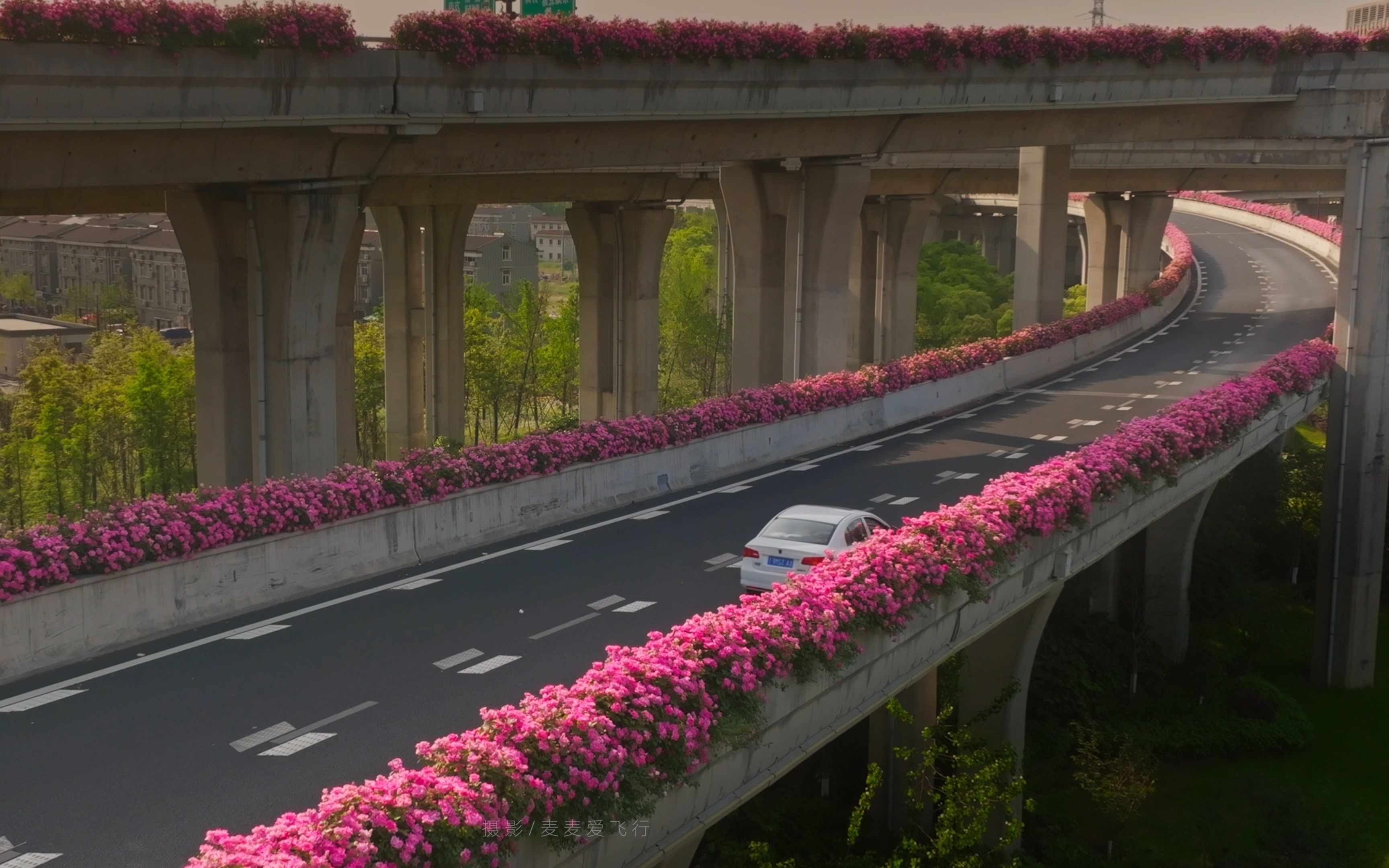 杭州高架月季花图片