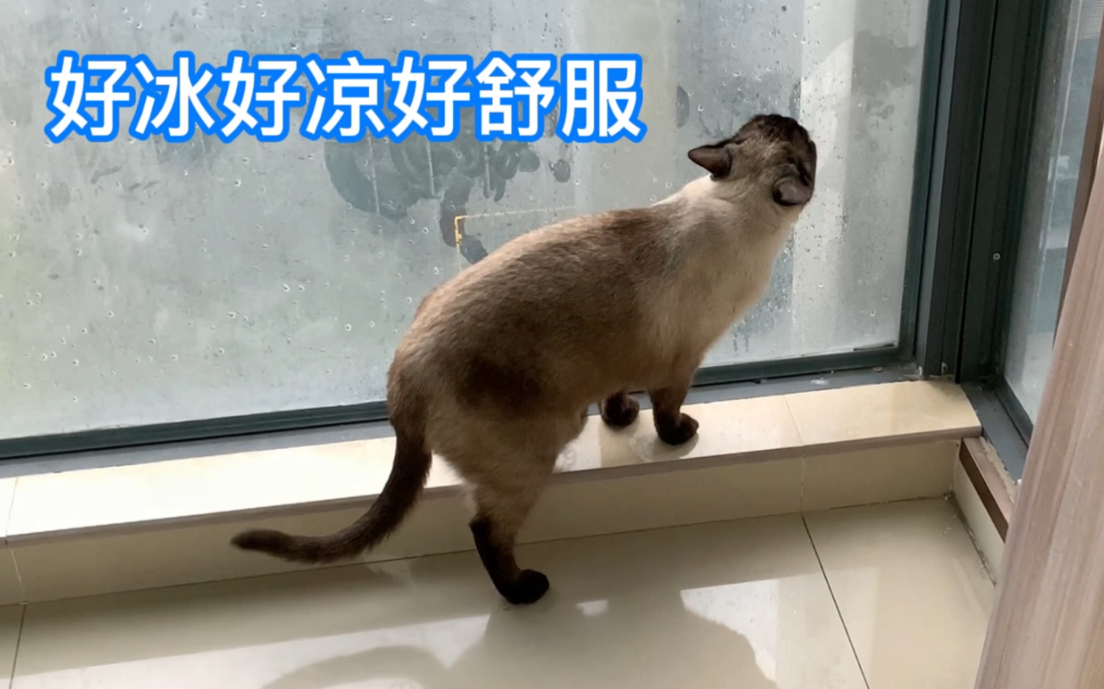 为什么猫都这么爱舔玻璃啊哈哈哈哈哔哩哔哩bilibili