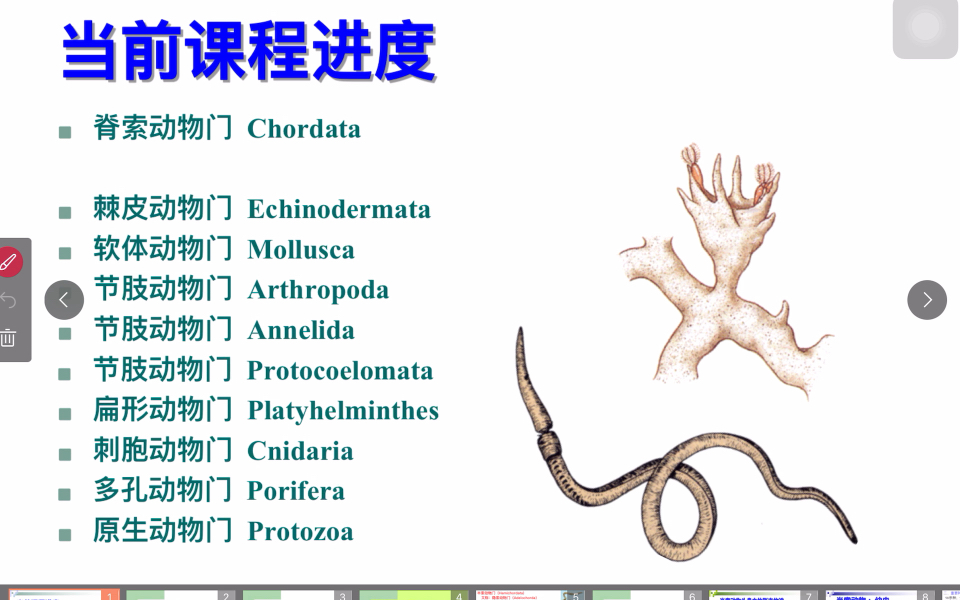 [图]2022《普通动物学》11半索动物门