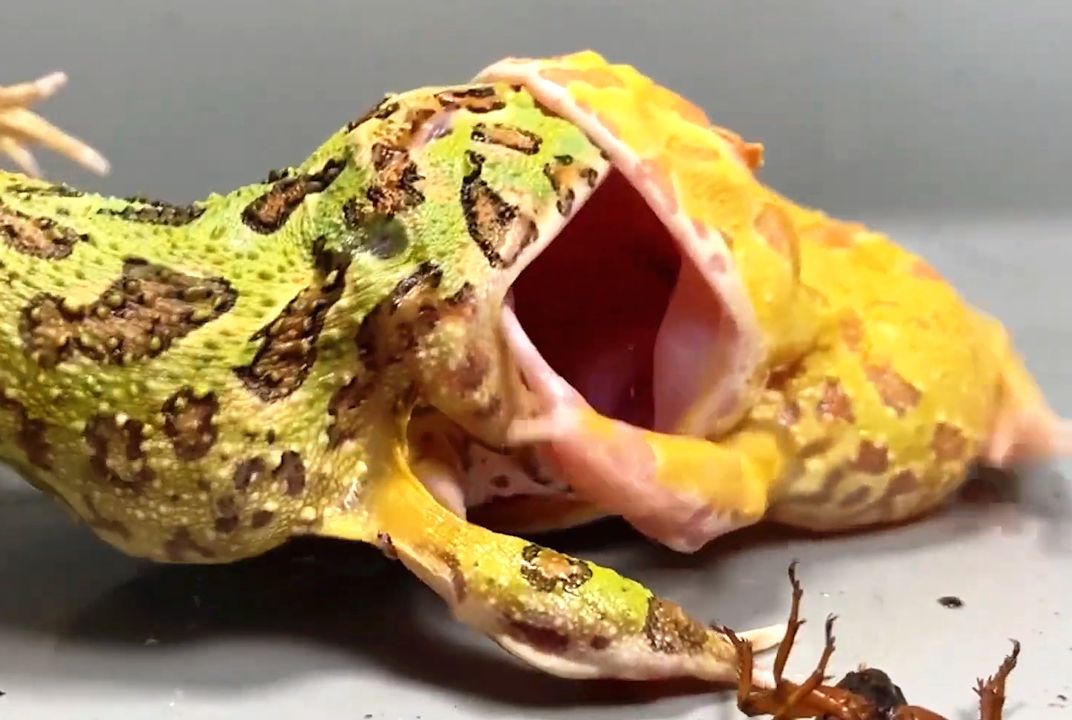 黄金角蛙:比嘴大是吧,我特么一口吃了你