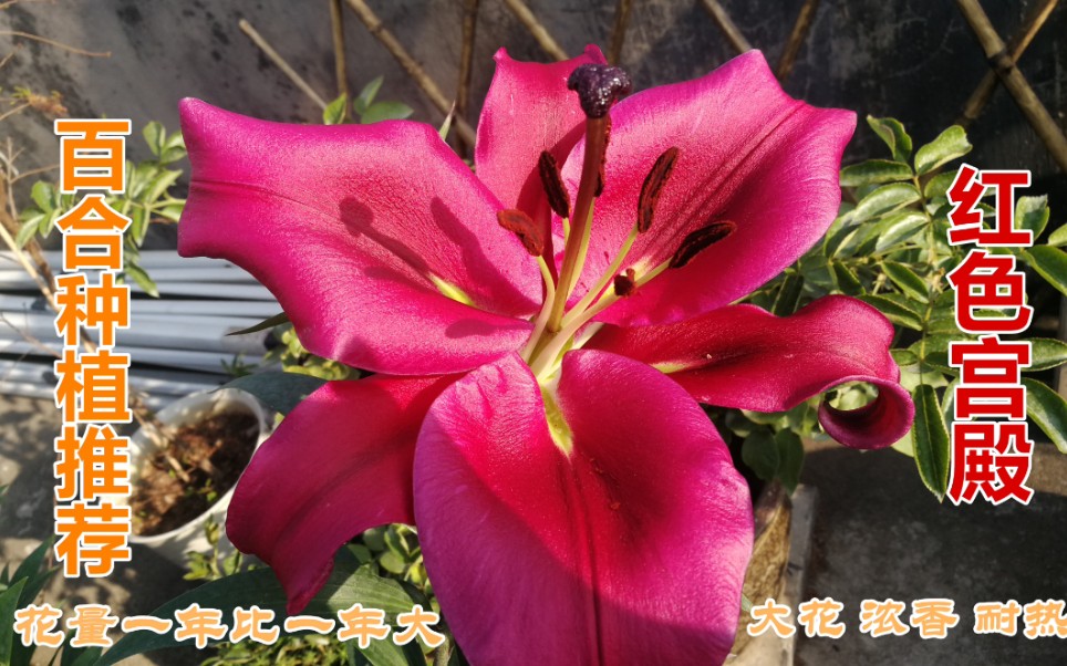 红色宫殿百合大花浓香还耐热花量一年比一年大