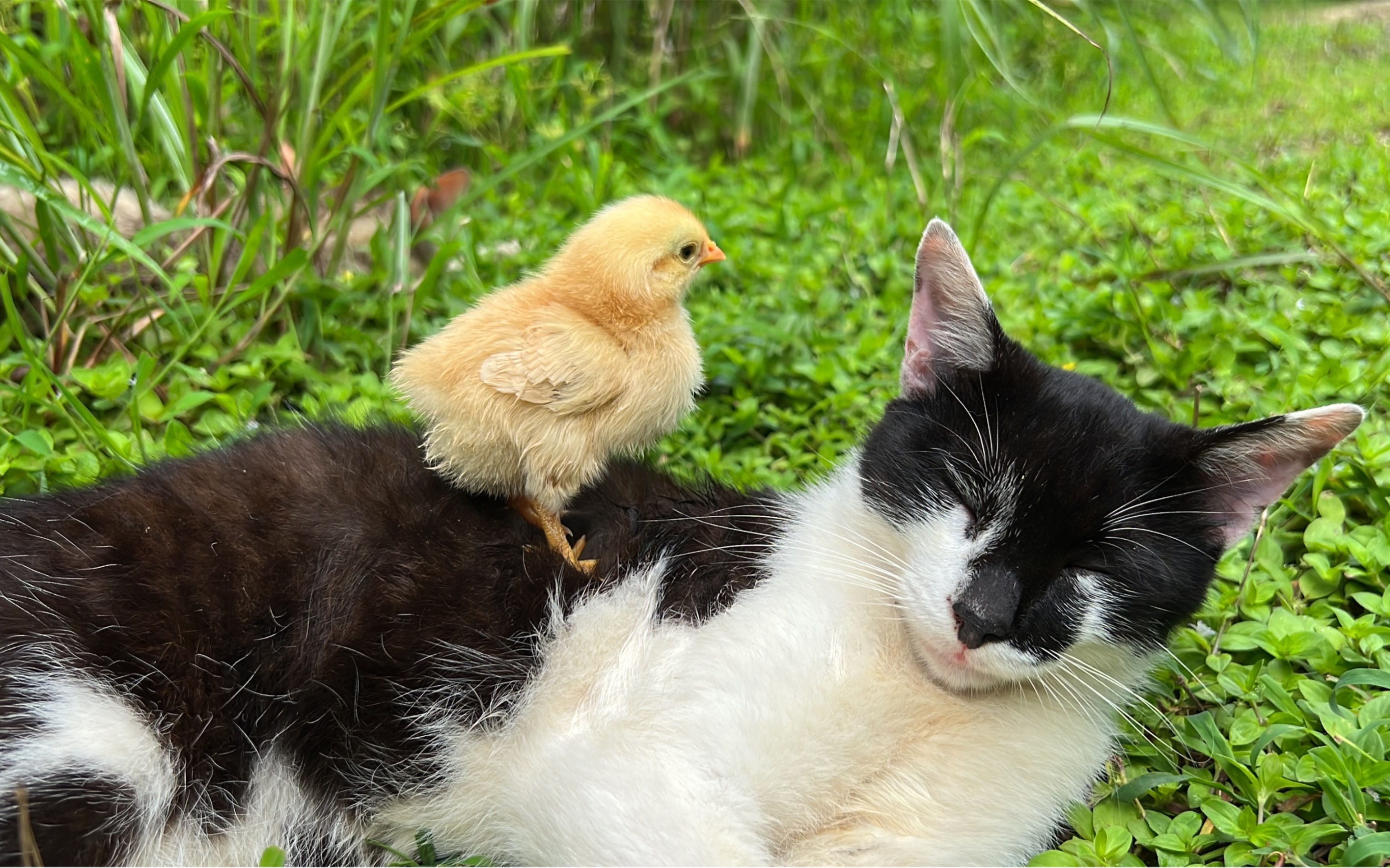 《猫咪带小鸡》假草莓:带娃真辛苦 没睡过整觉