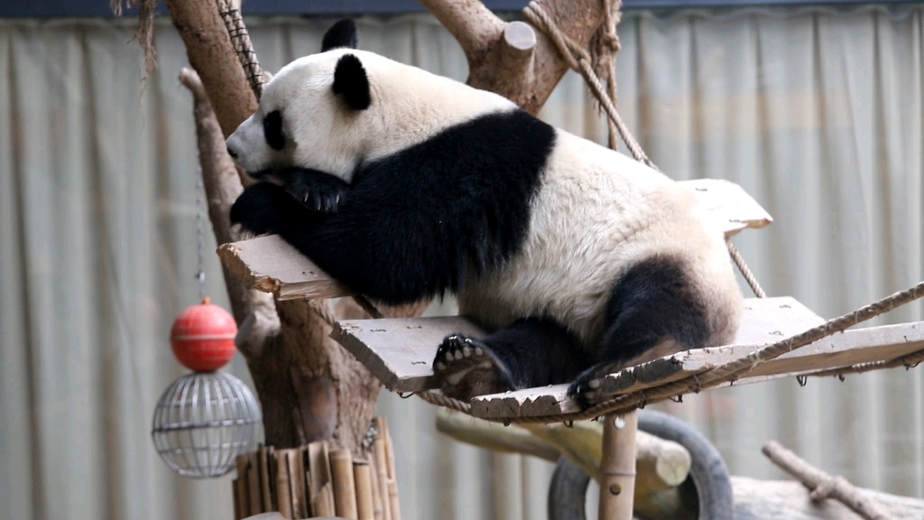 【大熊猫雅美】玩累了趴起睡