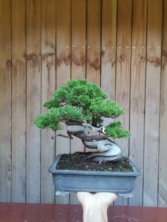 小品系鱼川真柏,日本盆景盆栽,黑松真柏盆景造型制作,舍利雕刻丝雕