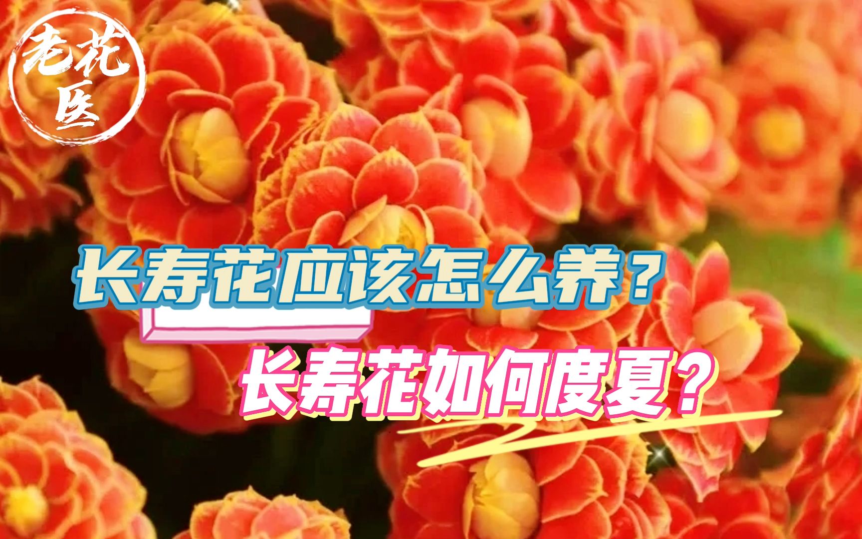 长寿花应该怎么养?长寿花如何度夏?长寿花养护教学哔哩哔哩bilibili