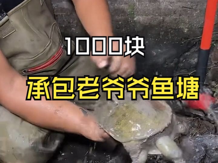 [图]1000块包下老爷爷的鱼塘，看看能不能回本？