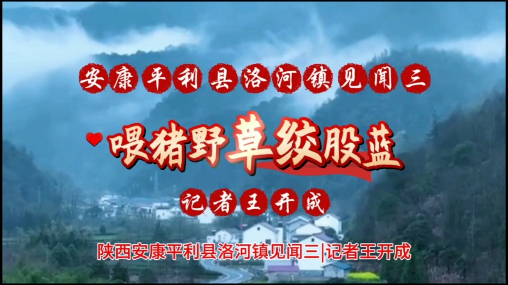 洛河喂猪野草绞股蓝—陕西安康市平利县洛河镇见闻三|记者王开成哔哩哔哩bilibili