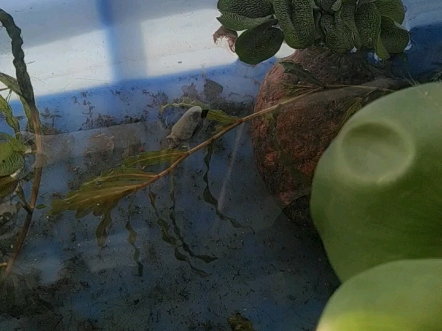 野采的耳萝卜螺,它怎么居然在水面上行走!