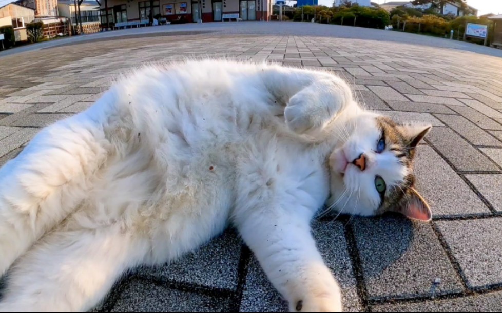 公园里的猫打滚,可爱