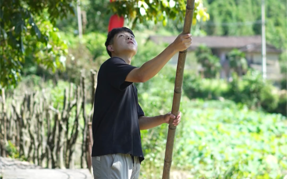 [图]村口的橄榄树又丰收了！夏天做一杯橄榄汁可太爽了