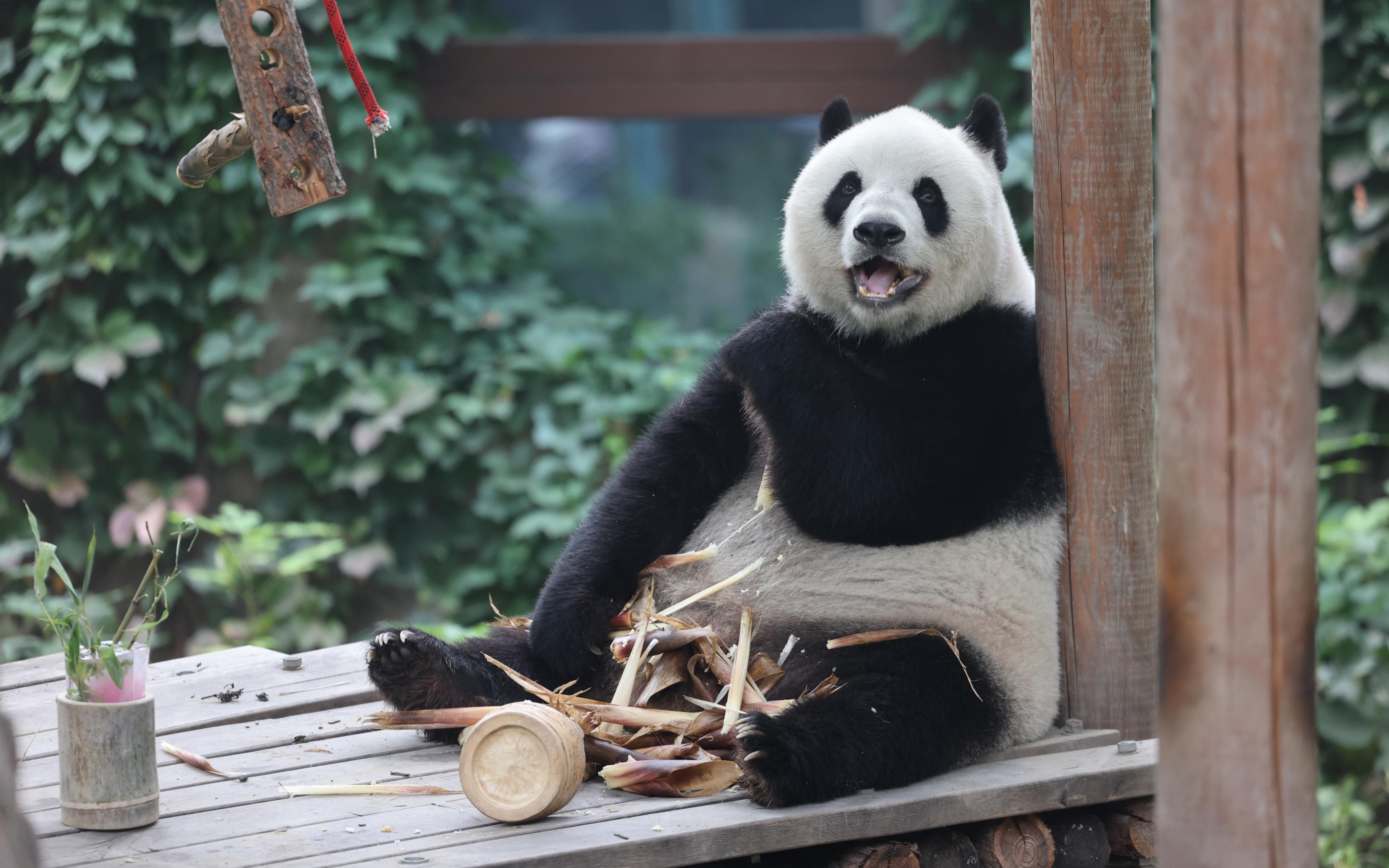 【大熊猫萌萌】腿到用时方恨短.2022.10.2.摄于北京动物园