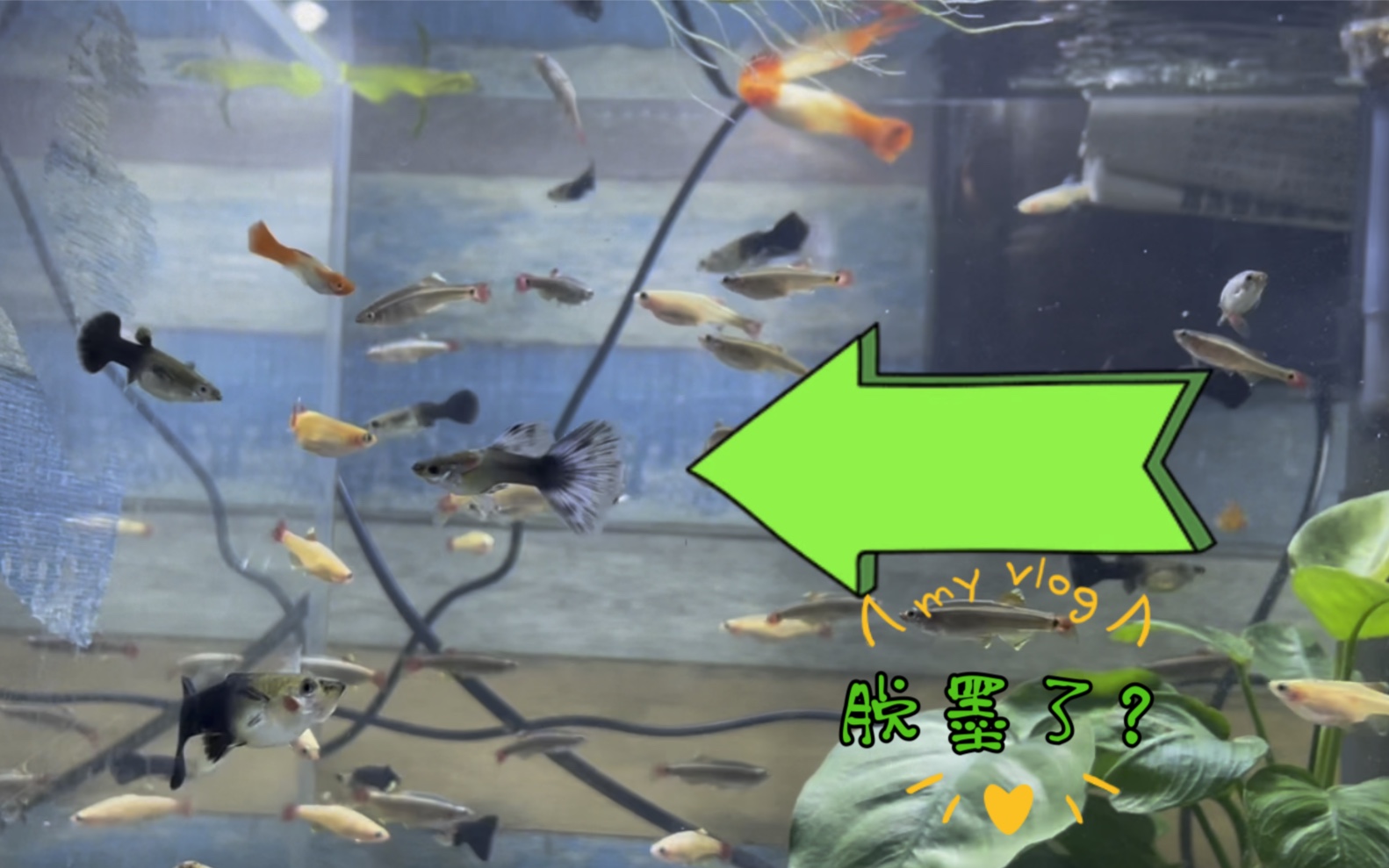 黑玫瑰孔雀鱼是不是脱墨了