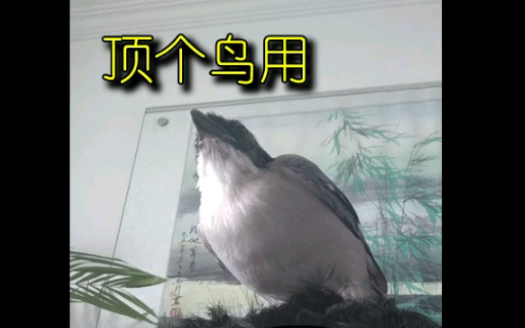 【喳喳】头顶着鸟,读书顶个鸟用.