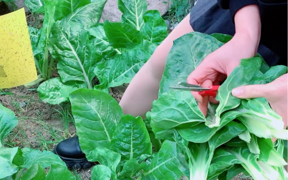 城市露台采收蔬菜(劈菜)_哔哩哔哩 (゜-゜)つロ 干杯~-bilibili