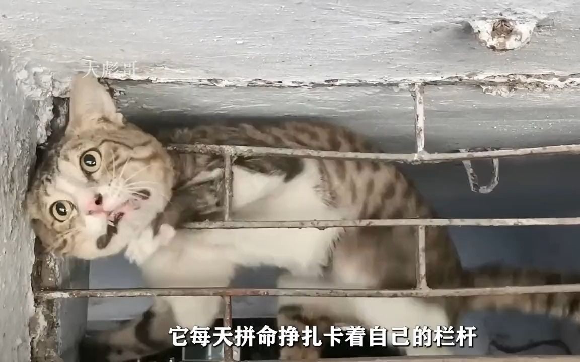 小猫咪卡住脖子,国外救援人员救出来