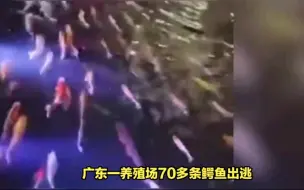 Tải video: 广东70余条鳄鱼出逃