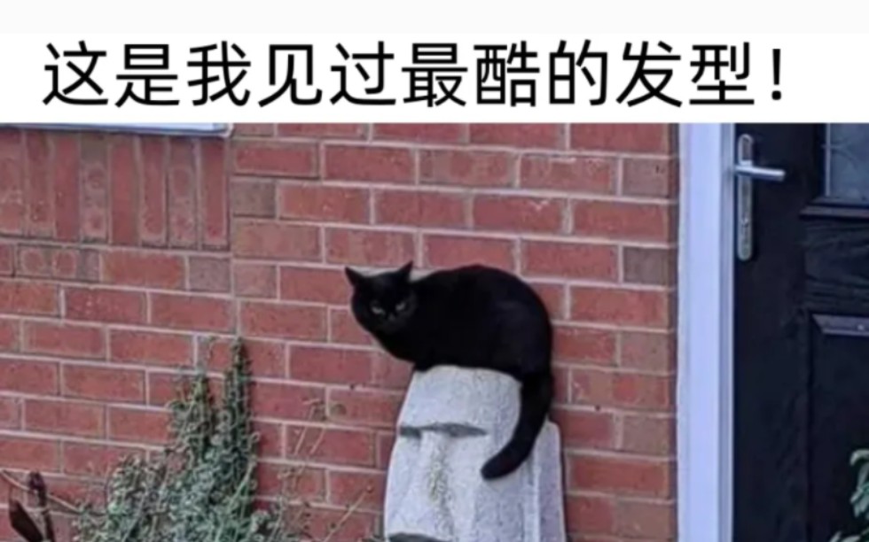 "人间真实网络沙雕梗图"