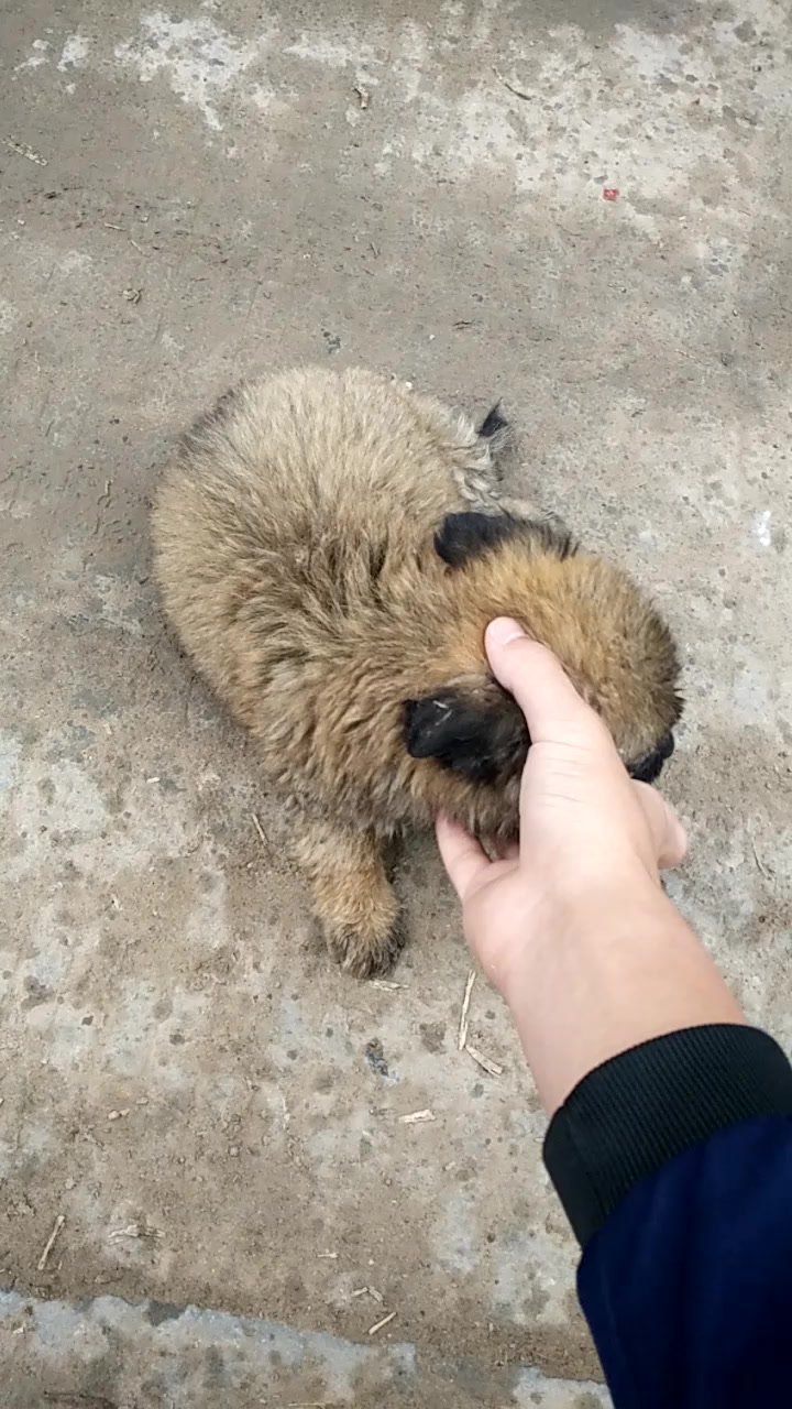 很可爱的一个流浪小奶狗!_哔哩哔哩 (゜-゜)つロ 干杯~-bilibili