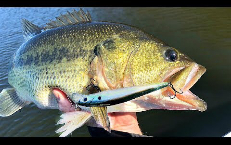 【Milliken Fishing】冬季用Jerkbait路肥鲈CRUSHING Fat Winter Bass on Jerkbaits!!!哔哩哔哩bilibili