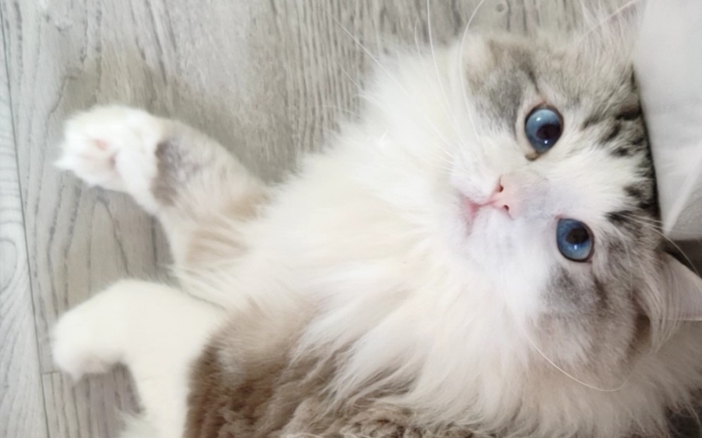 我一般用两个字形容这种跟床柱子玩的猫咪:猪鼻