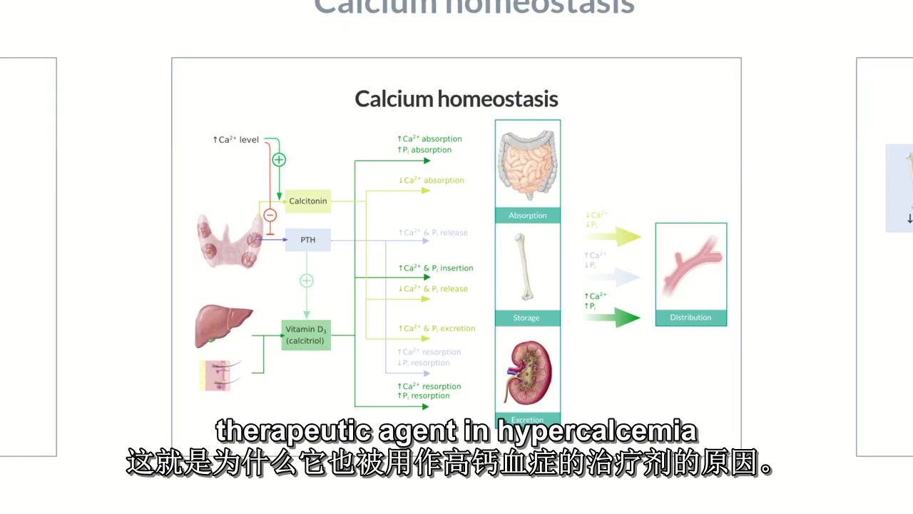 钙的体内的调节机制哔哩哔哩bilibili