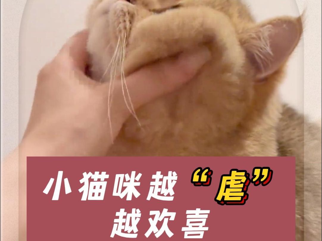 小猫咪就是越“虐”越欢喜哔哩哔哩bilibili