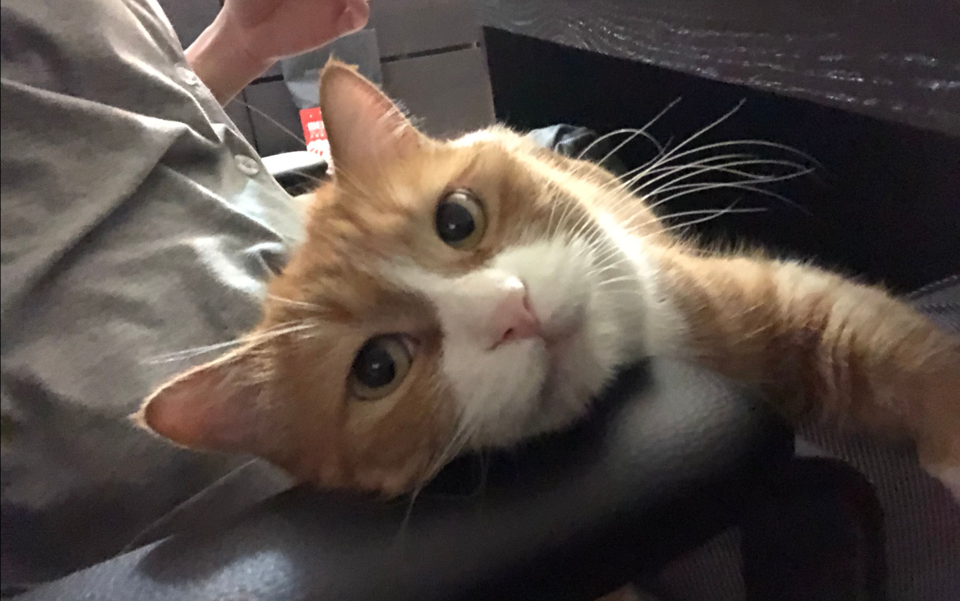 papi酱的大小咪:来自小咪的拷问,我和大咪你喜欢谁?