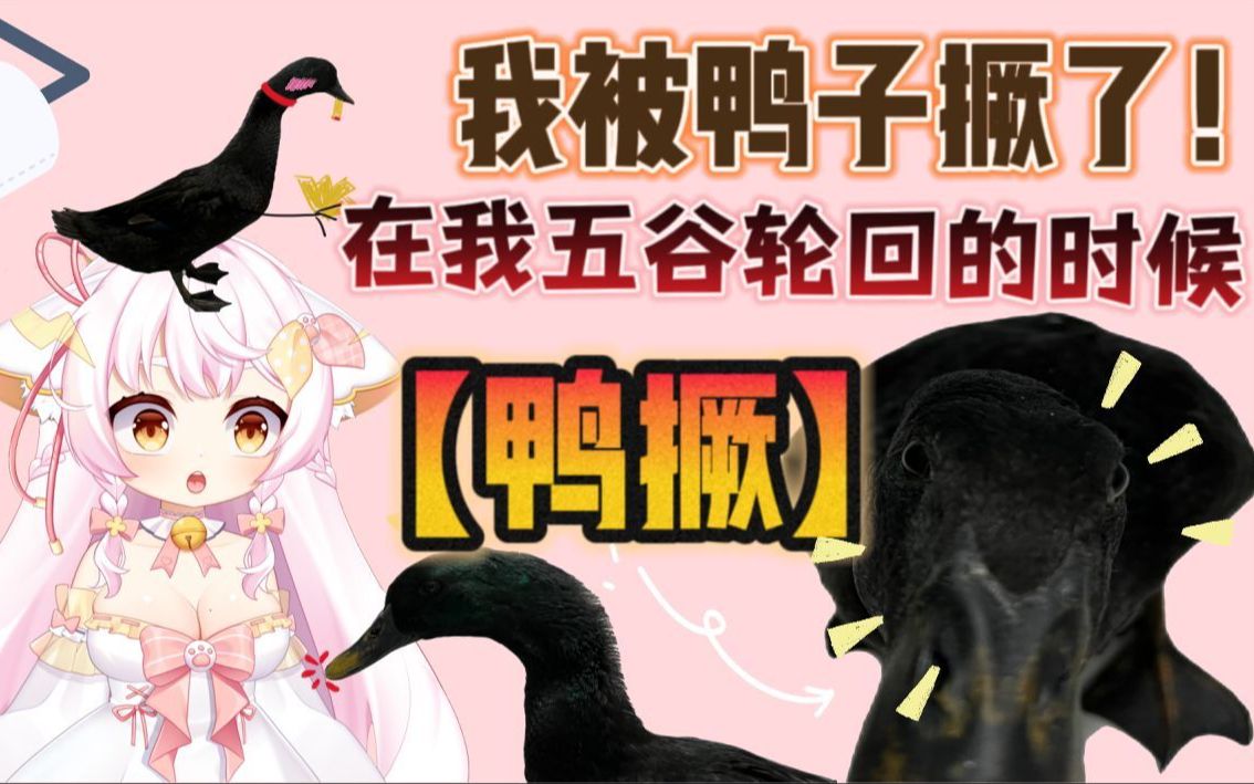 【没有人能拒绝这么会的鸭鸭吧!】周黑鸭呢!哔哩哔哩bilibili