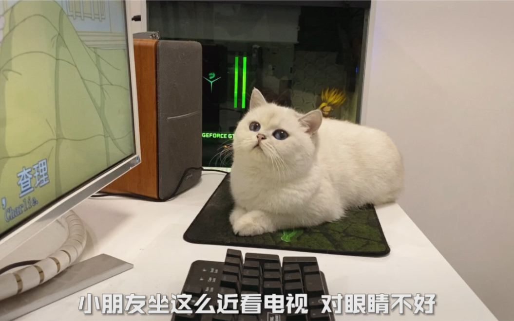 晚晚猫咪图片