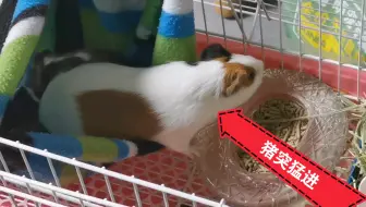 荷兰猪 天竺鼠 毛巾鞋带自制的吊床 猪猪喜欢否 哔哩哔哩 Bilibili