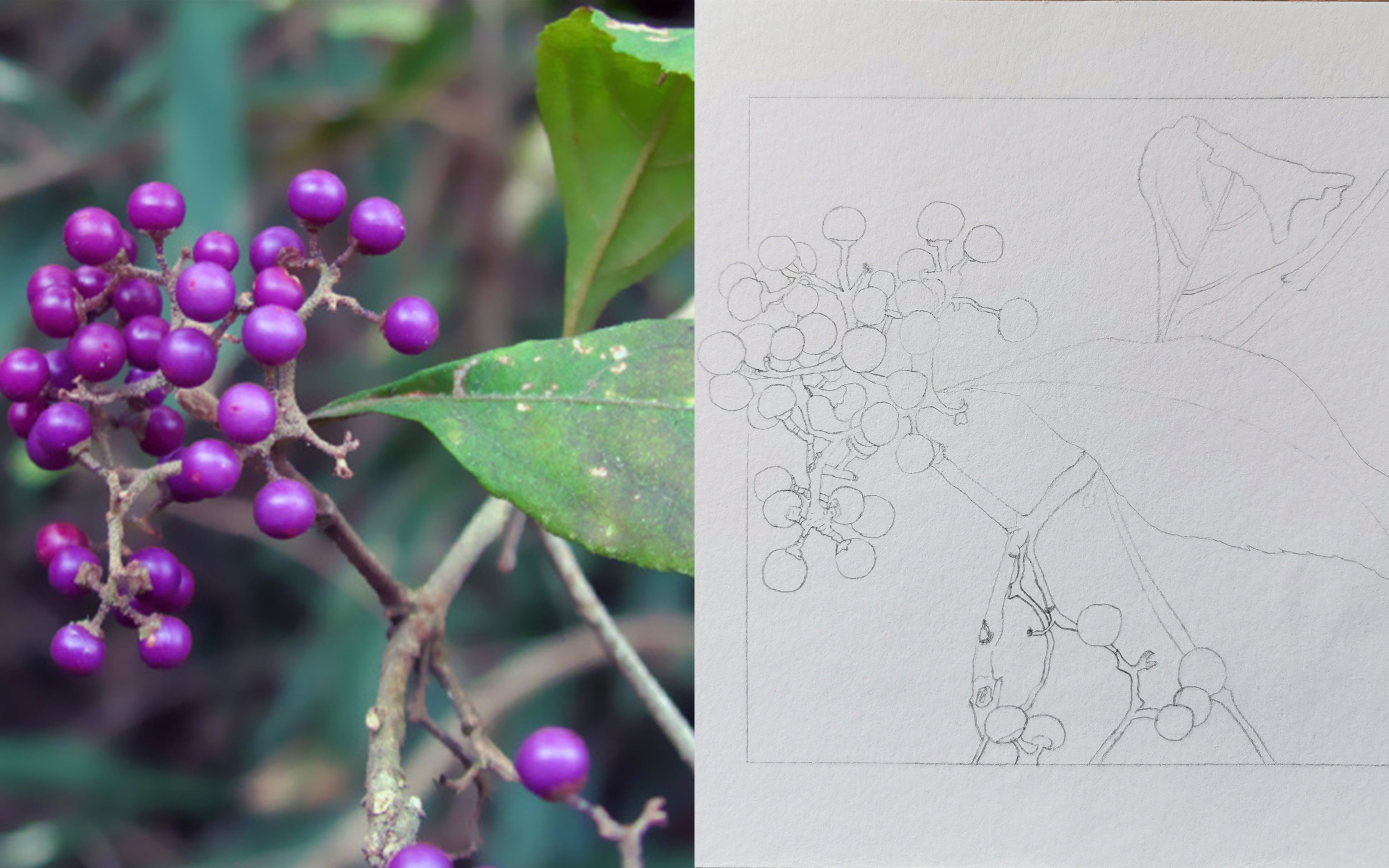 【源滚滚】『线稿』紫珠线稿手绘过程