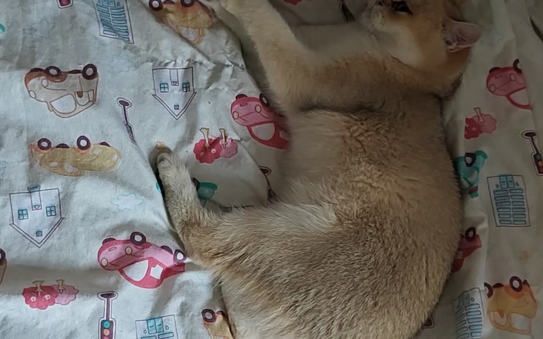 珍爱宠物生命 抵制无良宣传 拒绝无脑绝育