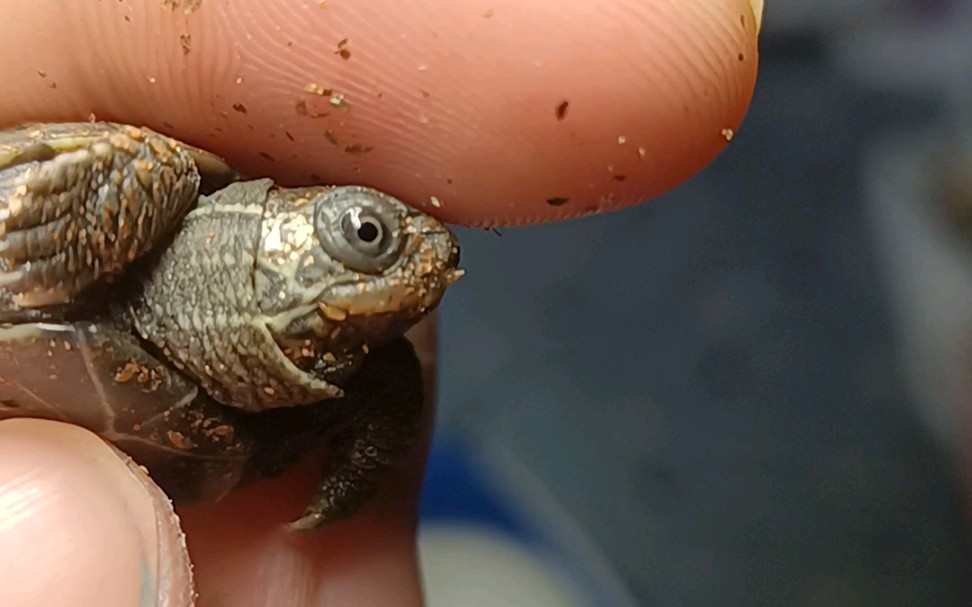 求助这是天使眼草龟吗还是太小了没有眼线