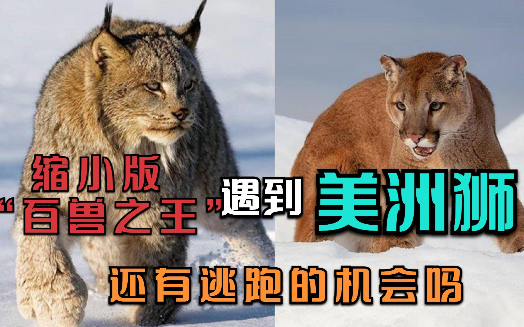 猞猁狼的天敌,窜到树上抓松鼠猎小鹿,遇到美洲狮有逃跑的机会吗