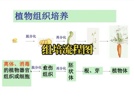 组培全过程 组织培养流程图 组培室设计哔哩哔哩bilibili