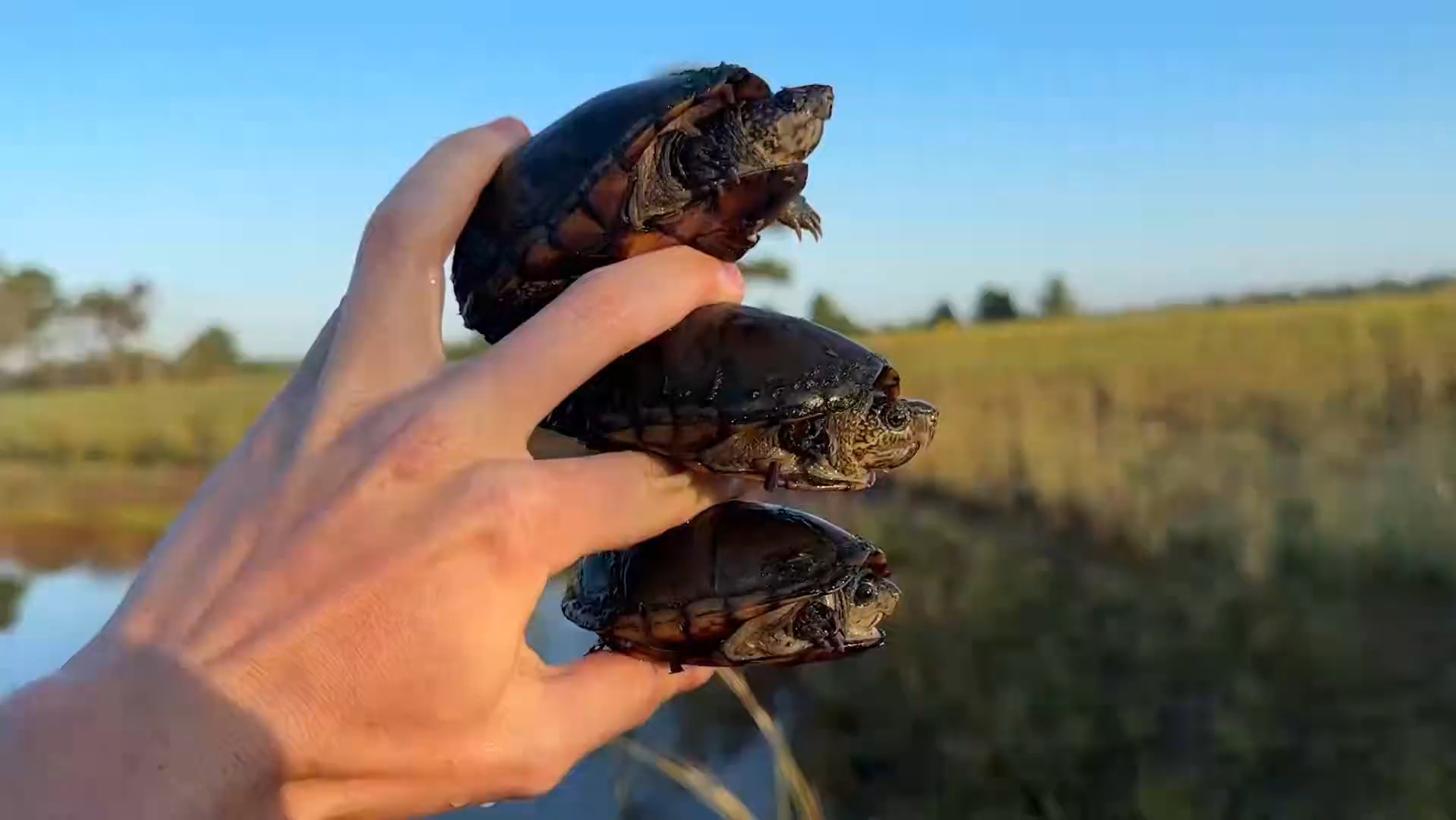 各位清楚啥品种不,这泥龟属