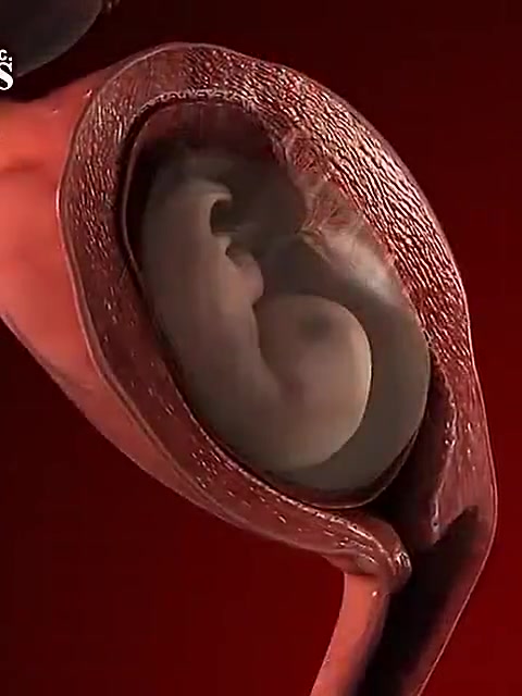 从怀孕到出生的过程!