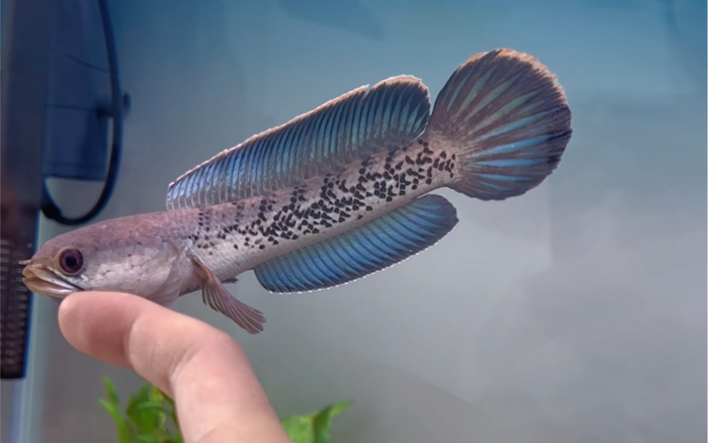 鬼王雷龙,抖个痛快