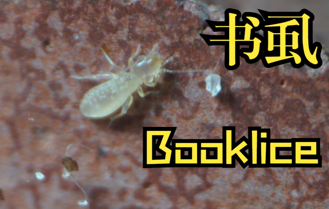 【微距昆虫(书虱booklice)】不是螨虫,是书虱哔哩哔哩bilibili