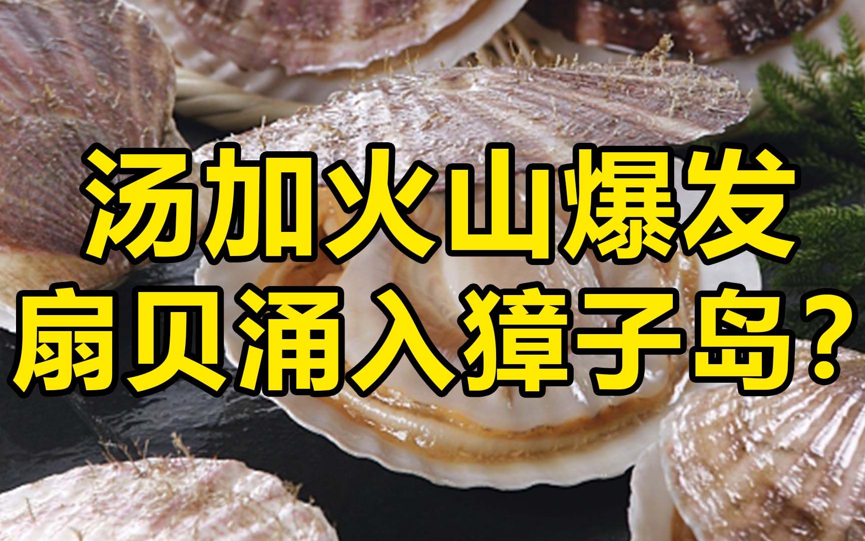 网传汤加火山爆发致扇贝涌入獐子岛 公司回应称尚不清楚哔哩哔哩bilibili