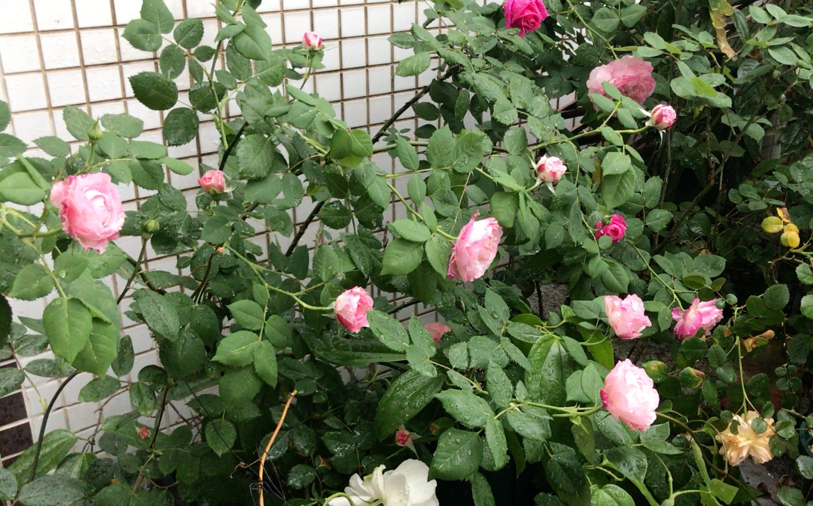 月季极光咏叹调群开