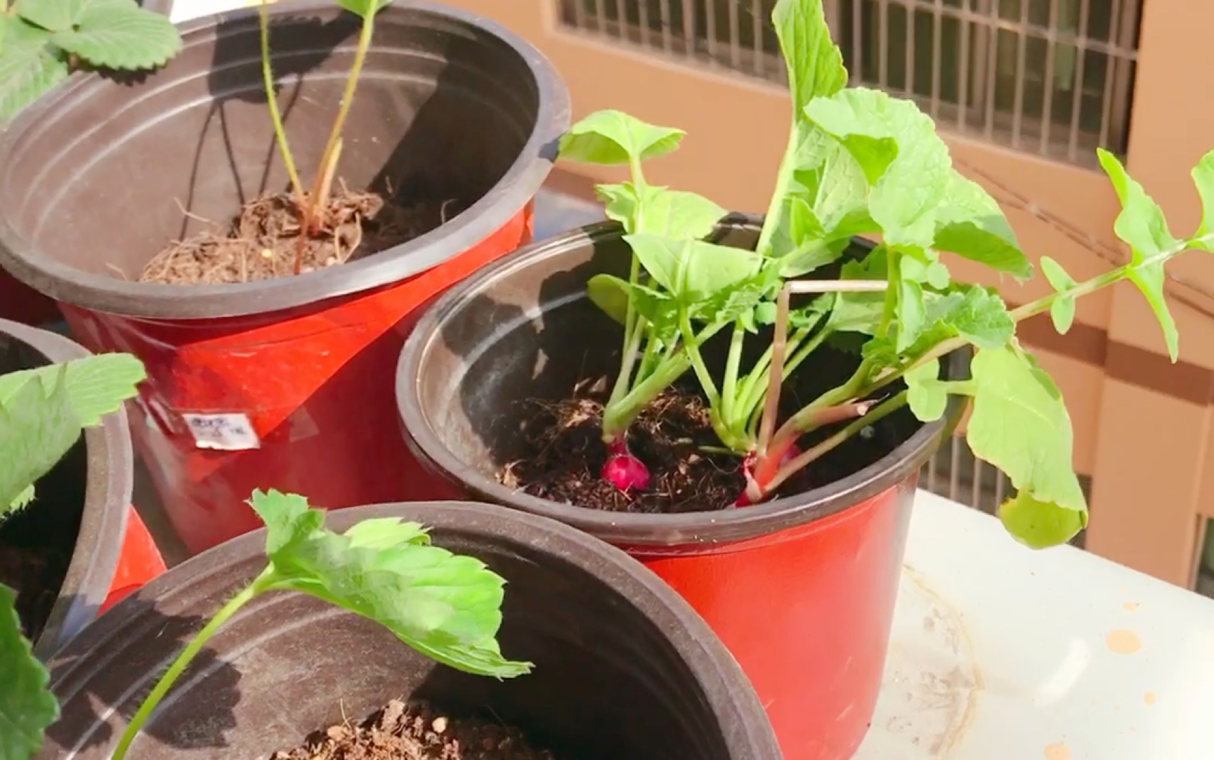 籽播甜查理开花了,樱桃萝卜这状态可以采收吗?