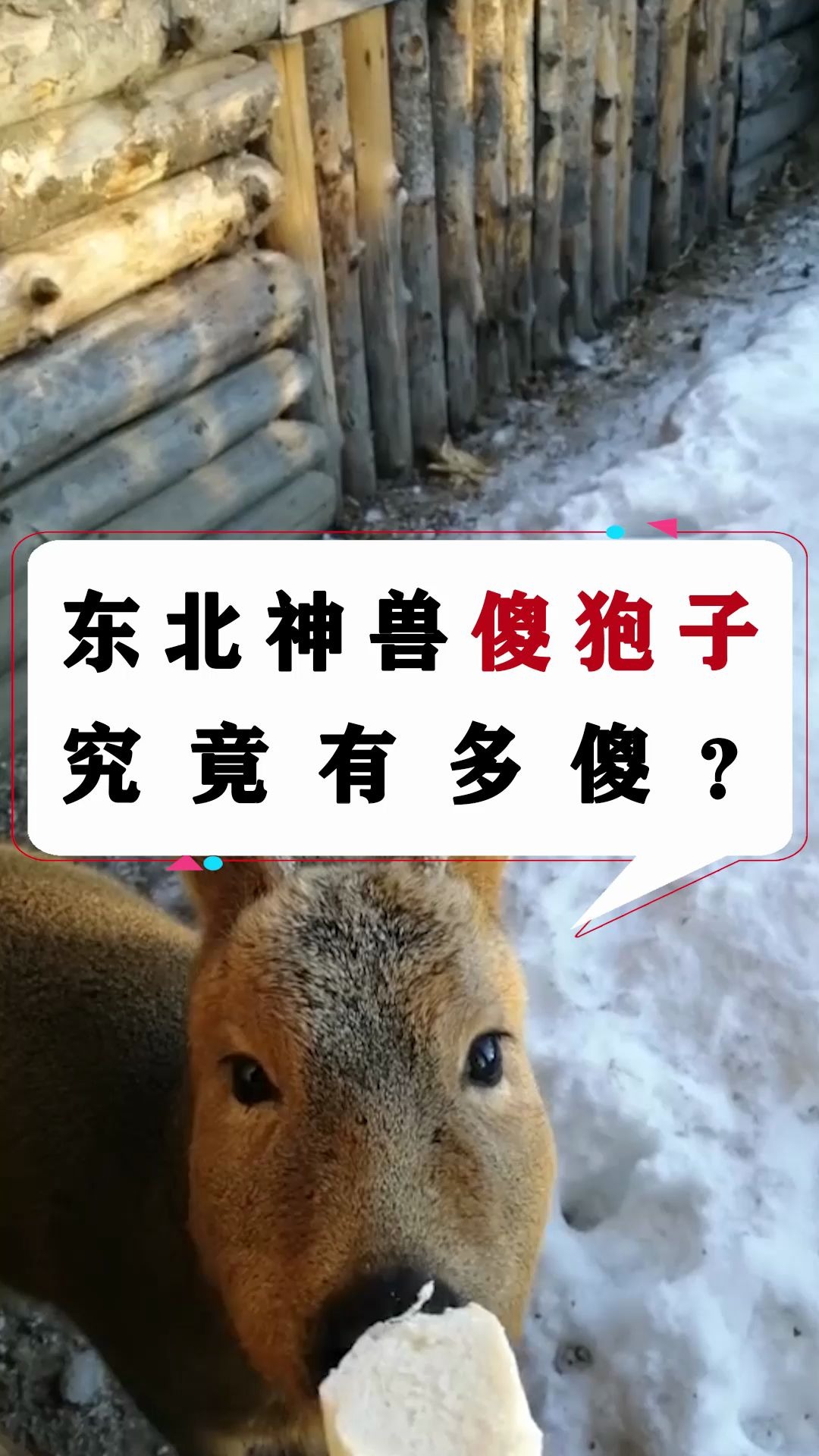 东北神兽傻狍子,究竟有多傻?