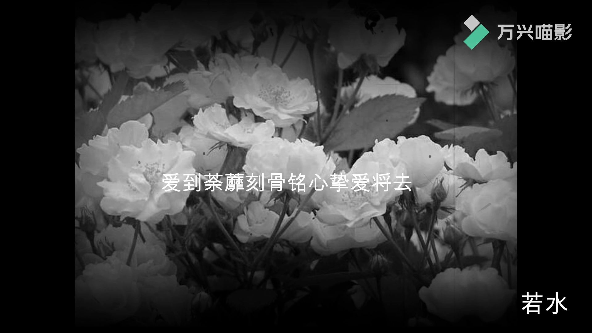 荼蘼花开,彼岸花落哔哩哔哩bilibili