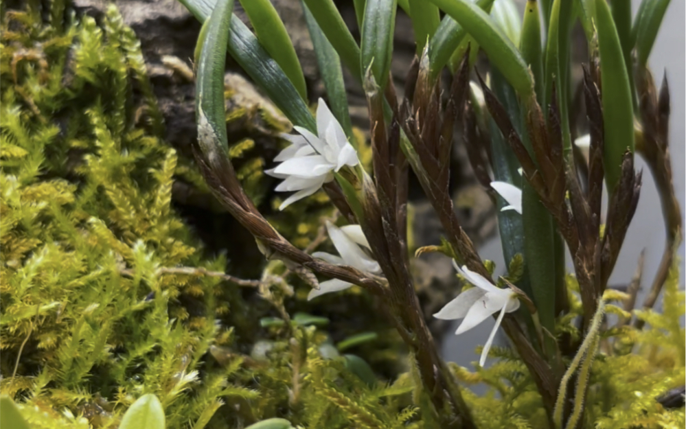 兰花缸里的 牛角兰开花迷你牛角兰也是我比较好养的一种,这个白色花朵