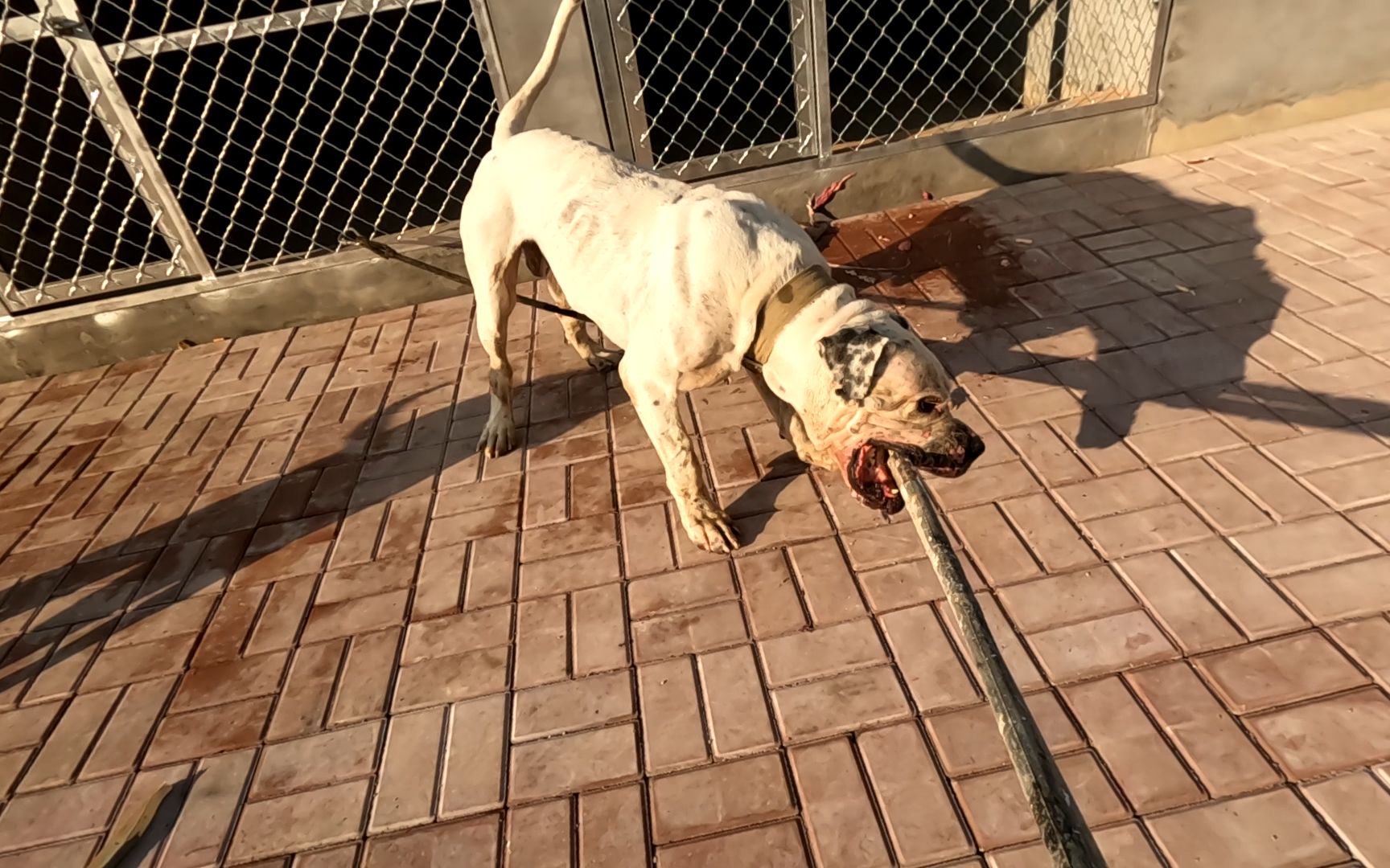 "杀人犬"诺基严重护食,情绪暴躁六亲不认,狠起来连主人都咬!