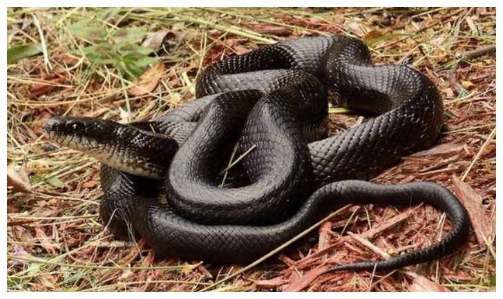 兔子和毒蛇打架,网友:它将武林绝学并成了一招!