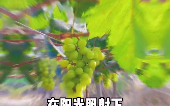 离市区不到两公里的阳光玫瑰葡萄园哔哩哔哩bilibili