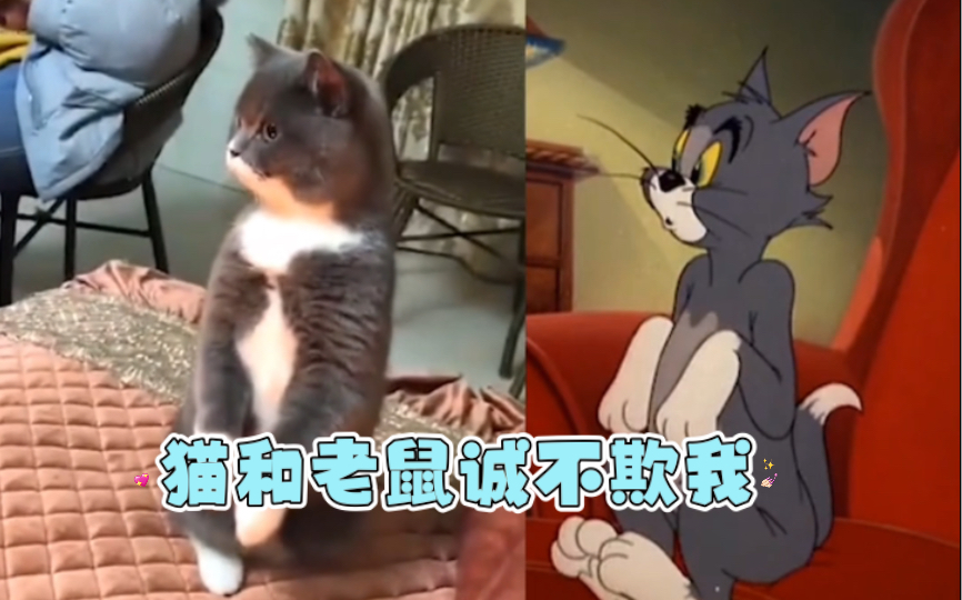 [图]众所周知，猫和老鼠是一部纪录片！