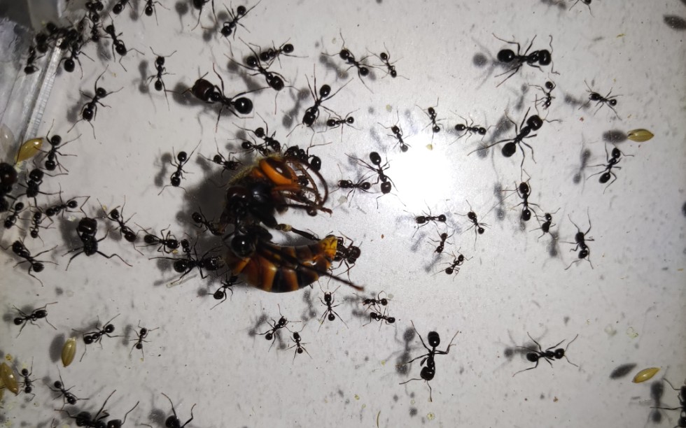 原生收获蚁(野蛮收获蚁)围猎断翅黄蜂